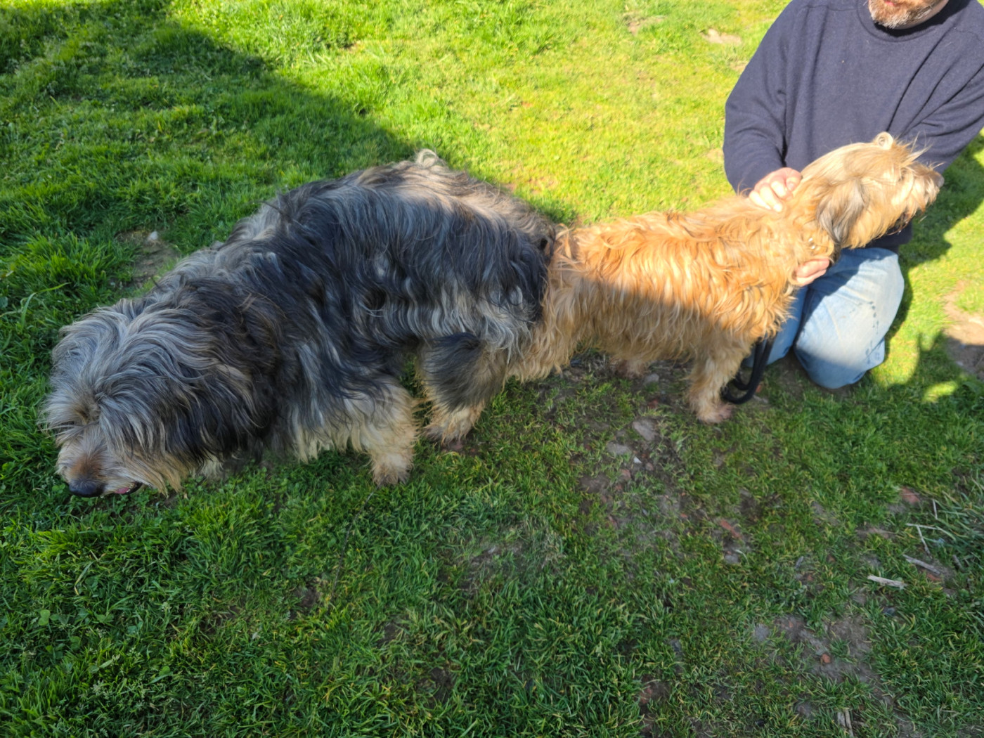 Saillie entre U'June du Domaine le Chant de la Terre et Tagart del riu gost le 18/03/2026