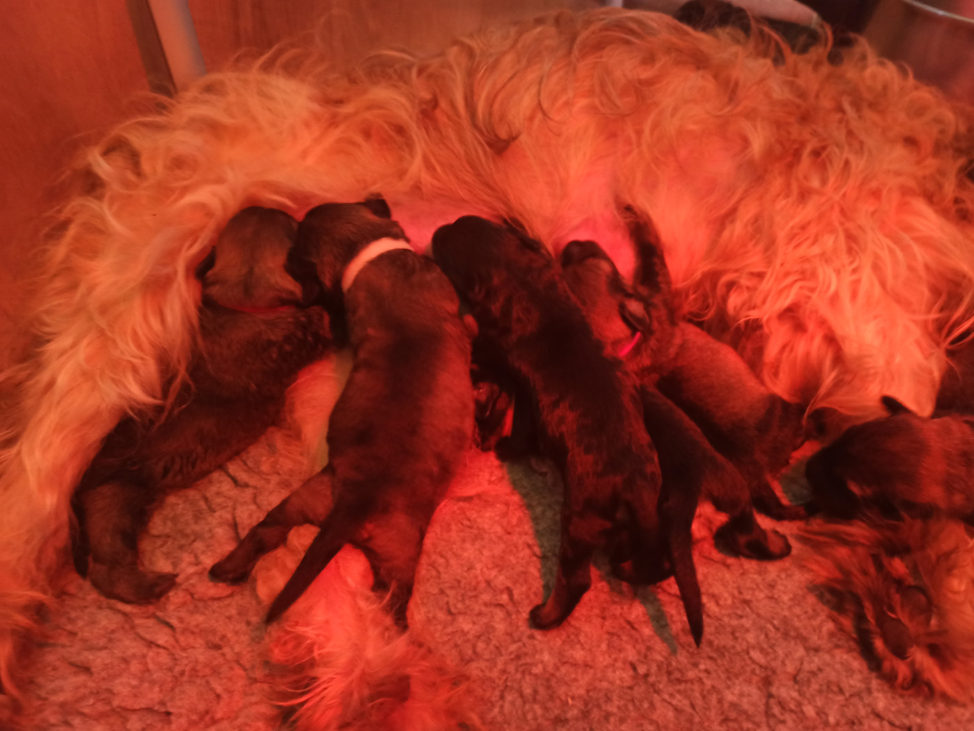 Chiot Berger catalan du Domaine le Chant de la Terre