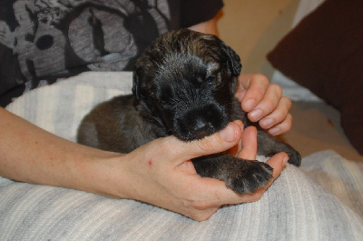 CHIOT 5